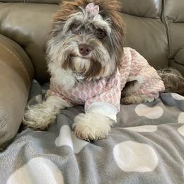 Georgia - Havanese