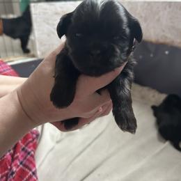 Violet - Black and white female Shih Tzu puppy in Oregon, Ohio from Gogol Family Shih Tzus
