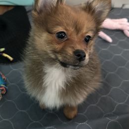 Girl 4 - Chocolate Pomeranian puppy in Decatur, Iowa from Lisa Greenhalgh