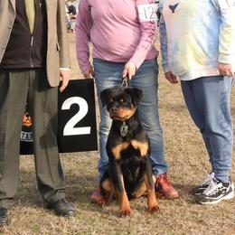 Rottweiler Puppies from Schone Rasse Rottweilers