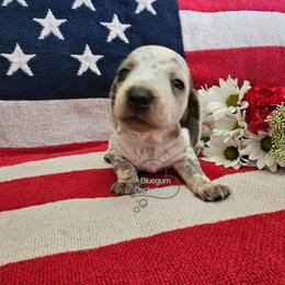 Wellsy Dapple pie girl 2 - Dapple female Dachshund puppy in Herald, California from Bluegum Dachshunds