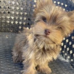 Yorkshire Terriers from Tiny Tailz