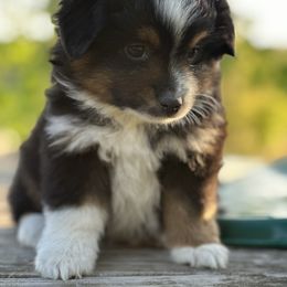 Bluebonnet - Black tri Miniature Australian Shepherd puppy in Doddridge, Arkansas from Huddleston Farm