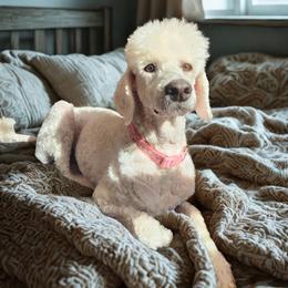 Poodle puppies from Pruitt Family Kennels