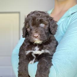 Portuguese Water Dog Puppies from Cornerstones Porties