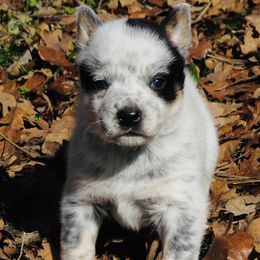 Buster - Blue mottled male Australian Cattle Dog puppy in Redding, California from Macushla Kennel