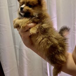Pomeranian Puppies from Pom Fam