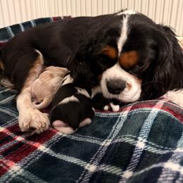 Cavapoo puppies from Willow & Wag Farm
