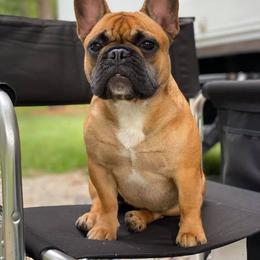 French Bulldog Puppies from Legend French Bulldogs