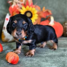 Jett - Black and tan male Dachshund puppy in Lincoln, Arkansas from Red Dirt Dachshunds