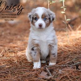 Daisy -RMF2 - Red merle female Miniature Australian Shepherd puppy in Nacogdoches, Texas from TK Standard, Mini, & Toy Aussies