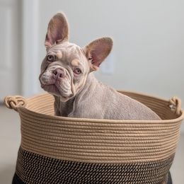 Candy - Blue fawn female French Bulldog puppy in Melba, Idaho from Frost's French Bulldogs
