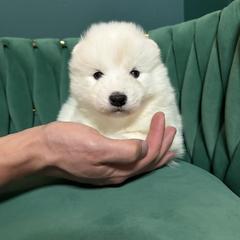 Churro - White and biscuit female Samoyed puppy in Tremonton, Utah from Sugar Sweet Samoyeds