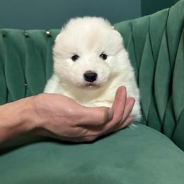 Churro - White and biscuit female Samoyed puppy in Tremonton, Utah from Sugar Sweet Samoyeds