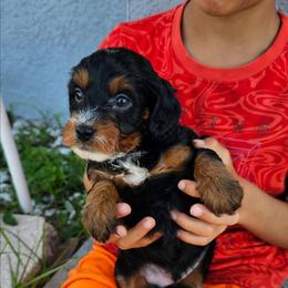 Justice - Tri-color male Bernedoodle puppy in Daytona Beach, Florida from Beach Doodles
