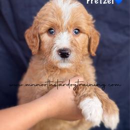 Pretzel - Apricot male Goldendoodle puppy in Lancaster, Minnesota from North Star Dog Training