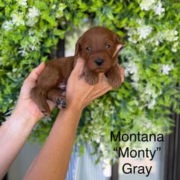 Montana - Red  male Goldendoodle puppy in Springville, Utah from JW Doodles
