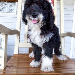 Bernedoodle, Sheepadoodle, and Whoodle Puppies from Wonderland’s Boujie Kennels