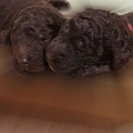 Poodle Puppies from Treasured Standard Poodles