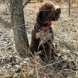 Lagotto Romagnolo All Grown Up from Ohio Primo Lagotto Romagnolo