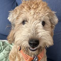 Cockapoos, Sheepadoodles, and Whoodles from Saddle Mountain Doodles