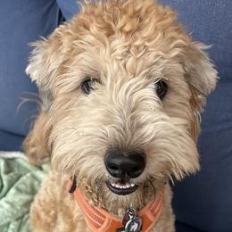 Cockapoos, Sheepadoodles, and Whoodles from Saddle Mountain Doodles