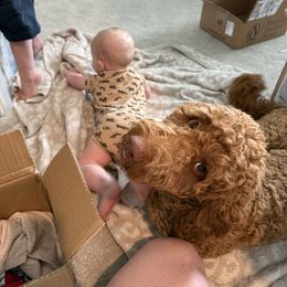 Mr. Dinkles - Red  male Goldendoodle puppy in Windsor, Colorado from Front Range Family Doodles