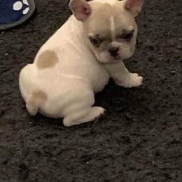 French Bulldog Puppies from Monarchy's Finest French Bulldogs