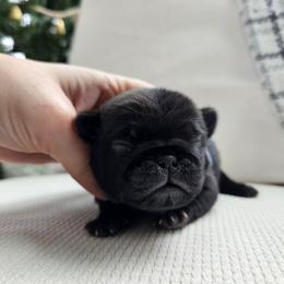 Black male 2 - Black male Pug puppy in Jacksonville, North Carolina from Coliseum de Cassiope