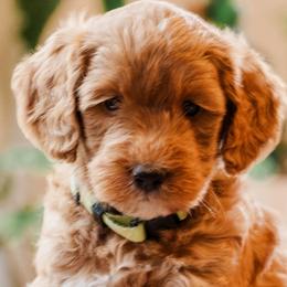 Goldendoodles from Creation Goldedoodles
