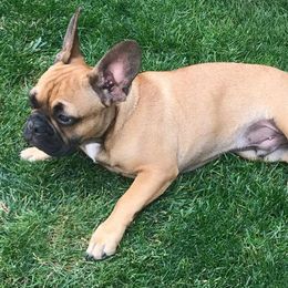 French Bulldogs from Excuse My Frenchie Co