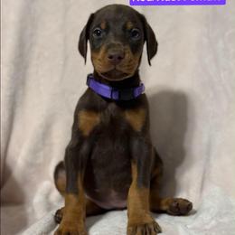 Purple Collar - Red and rust female Doberman Pinscher puppy in Lake City, Florida from Paintedcrazy Doberman Pinchers