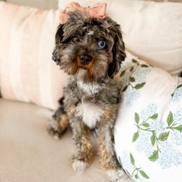Winnie - Cavapoo