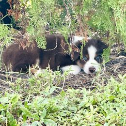 Lightning - Red tri-color Australian Shepherd puppy in Florida from Florida Australian Shepherds