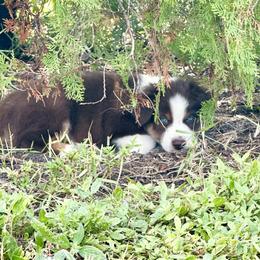 Lightning - Red tri-color Australian Shepherd puppy in Florida from Florida Australian Shepherds