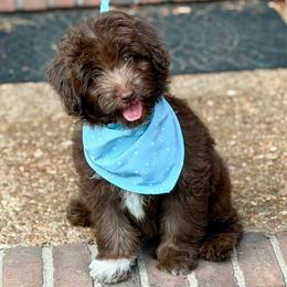 Bob - Brown and white male Aussiedoodle puppy in Jackson, Tennessee from Dinah Doodles and Aussies
