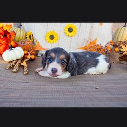 Blue Piebald Girl - Gray (blue) female Dachshund puppy in Choctaw, Oklahoma from TS Performance Horses & Dachshunds
