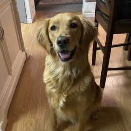 Abigail - Golden Retriever