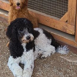Double Doodle, Goldendoodle, and Labradoodle All Grown Up from The Doodle Ranch-California