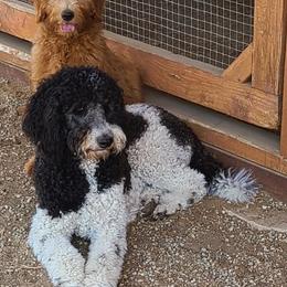 Double Doodle, Goldendoodle, and Labradoodle All Grown Up from The Doodle Ranch-California