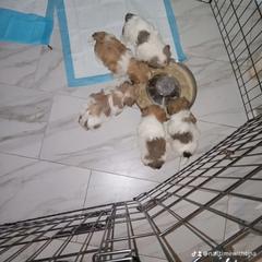 Shorkie and Yorkipoo Puppies from Tina-Marie's Pups