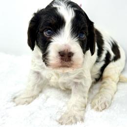 Light purple collar girl - Brown white and tan female Cockapoo puppy in Oologah, Oklahoma from Timber Hills Poodles and Doodles