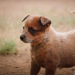 Australian Cattle Dog Puppies from Desert Scorpion Heelers