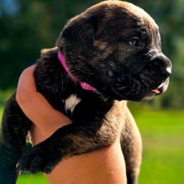 Hot Pink - Chestnut brindle female Cane Corso puppy in Yale, Michigan from Titan Farms