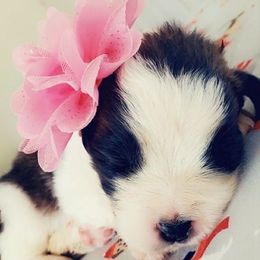 Saint Bernard Puppies from Stewart Saint