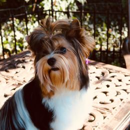 Dally - Biewer Terrier