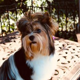 Dally - Biewer Terrier