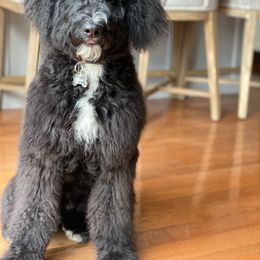 Bernedoodle and Poodle Puppies from Ohio Doodles N Poodles