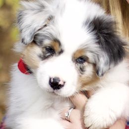 Australian Shepherds from Lightning Round Aussies