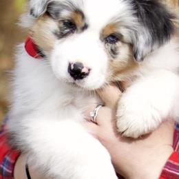 Australian Shepherds from Lightning Round Aussies